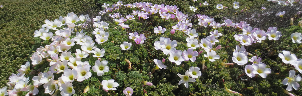 SCURVY GRASS Oxalis enneaphylla